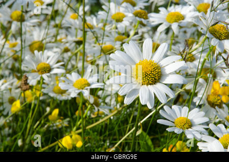 Eine fokussierte Daisy in einer großen Gruppe von Gänseblümchen in einer Sommerwiese Stockfoto