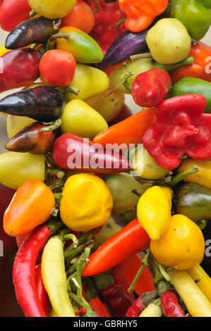 Paprika. La Boqueria Markt, Barcelona. Katalonien, Spanien Stockfoto