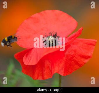 Terrestris gemeinsame Hummel auf eine rote Mohnblume Stockfoto