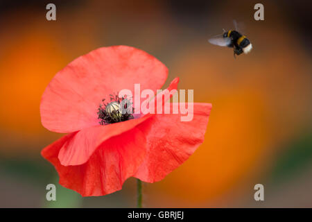 Terrestris Buff-Tail Hummel, fliegt zu einem roten Mohn Stockfoto