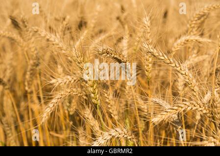 Detail der Weizenfeld erntereif. Selektiven Fokus Stockfoto