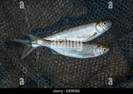 Süßwasserfische, die gerade aus dem Wasser genommen werden. Mehreren Ablet oder Ukelei Fisch auf schwarzen Fischernetz. Stockfoto