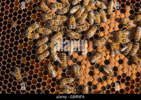 Fleißige Bienen im Bienenstock mit offenen und geschlossenen Zellen für ihre Jungen. Geburt von o junge Bienen. Zeigen einige Tiere hautnah Stockfoto