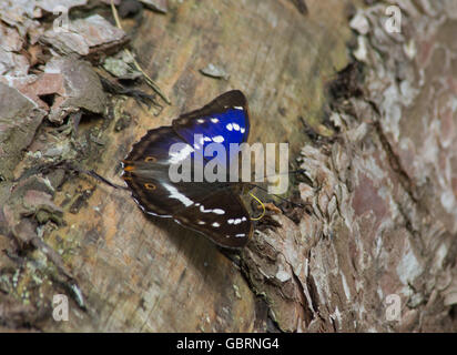 Purple Kaiser Schmetterling (Apatura Iris) aalen mit offenen Flügeln in Alice holt Forest in Hampshire, England, Großbritannien Stockfoto