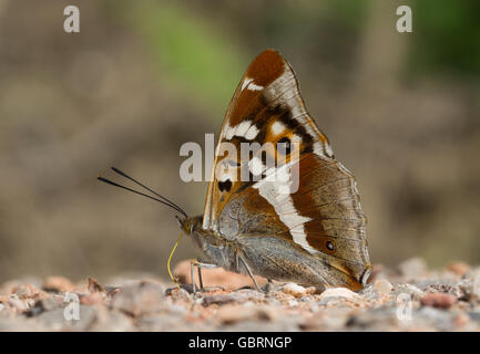 Purpurner Kaiserschmetterling (Apatura Iris) in Alice holt Forest in Hampshire, England, Großbritannien Stockfoto