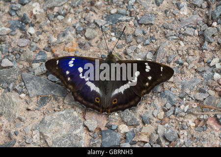 Purple Kaiser Schmetterling (Apatura Iris) aalen mit offenen Flügeln in Alice holt Forest in Hampshire, England, Großbritannien Stockfoto