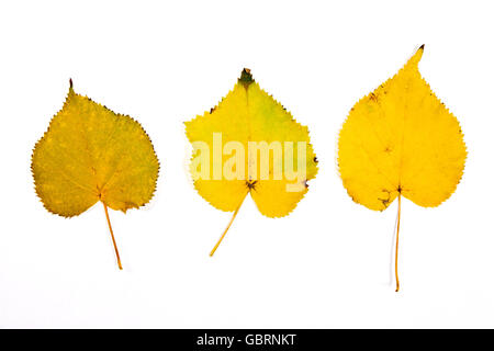 Nahaufnahme des Herbstes verlässt Espenbaum auf weißem Hintergrund. Mit Beschneidungspfad. Herbst Espenbaum Blätter farbige durch gelbe Stockfoto