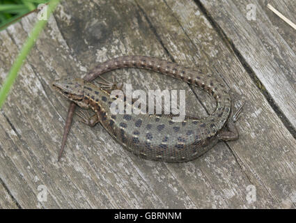 Trächtige weibliche gemeinen Eidechse oder lebendgebärend Eidechse (Zootoca Vivipara) sonnen sich am Boardwalk am Thursley häufig in Surrey, England Stockfoto