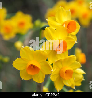 Jonquils leuchtend gelb und Orange Stockfoto