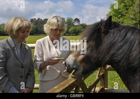 Camilla besucht Exmoor Pony-Mitte Stockfoto