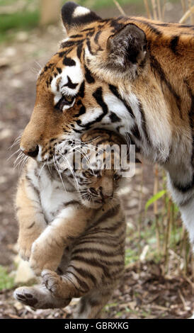 Eines der drei neuen Amur-Tiger-Jungen, noch unbenannt, mit Mama Sasha, nachdem sie am 11. Mai im Highland Wildlife Park in Kingussie, in der Nähe von Aviemore, geboren wurden. Stockfoto