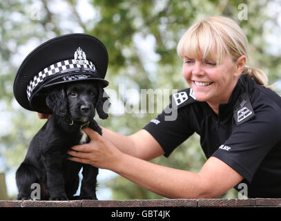 Kupfer-Cocker Spaniel tritt Krebs & Biodetection Hunde Liebe Stockfoto
