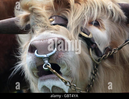 Eine Highland Cow bei der Royal Highland Show in Ingliston bei Edinburgh, die ihr 225-jähriges Bestehen feiert. Stockfoto