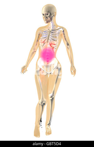 Weibliche Anatomie. Magen Sie Schmerzen und Schmerz Empfindung. 3D Illustration. Isoliert auf weiss. Stockfoto