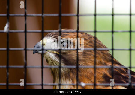 Captive rot - angebundener Falke Stockfoto