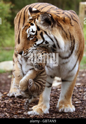 Eines der drei neuen Amur-Tiger-Jungen, noch unbenannt, mit Mama Sasha, nachdem sie am 11. Mai im Highland Wildlife Park in Kingussie, in der Nähe von Aviemore, geboren wurden. Stockfoto