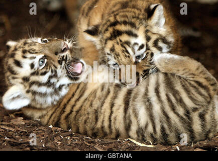 Zwei der drei neuen Amur-Tiger-Jungen, die noch nicht benannt wurden, nachdem sie am 11. Mai im Highland Wildlife Park in Kingussie, in der Nähe von Aviemore, geboren wurden. Stockfoto