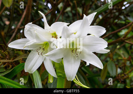 März Lilly (Cybistetes Longifolia) Stockfoto
