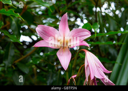 Regen Lily Zephyranthes Stockfoto