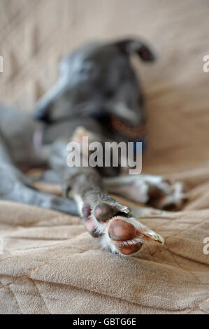 Nahaufnahme von der Pfote eine junge Whippet-Hündin. Geringe Schärfentiefe Stockfoto