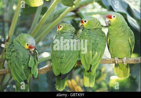 Tropische Vögel in der Stadt Copán in Honduras in Mittelamerika Stockfoto