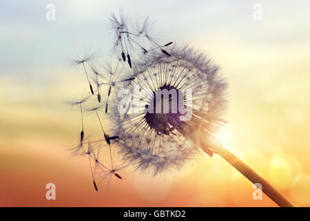 Löwenzahn Silhouette gegen Sonnenuntergang Stockfoto