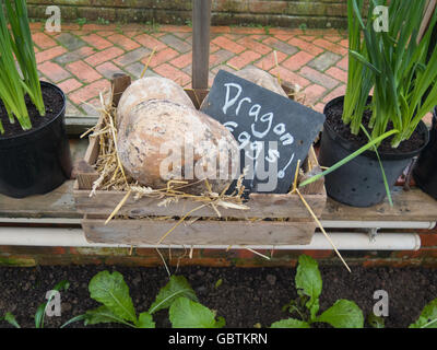 Getrocknete Früchte von einem Feigenblatt-Kürbis (Cucurbita Ficifolia) mit einer Hand geschrieben Schiefer Schild "Dracheneier!" Stockfoto