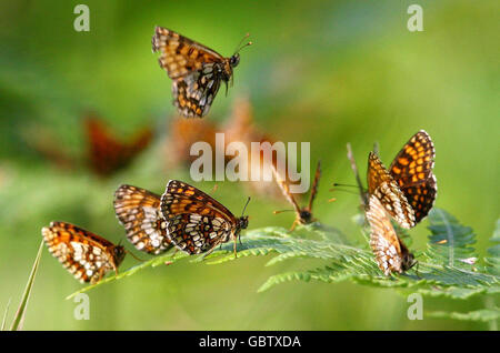 Heath Fritillary Schmetterlinge, die in Großbritannien selten sind, sind in großer Zahl nach Blean Woods, in der Nähe von Canterbury in Kent zurückgekehrt. Stockfoto