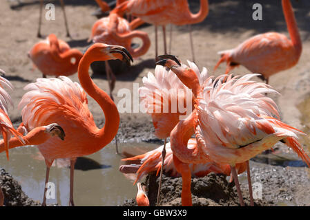 Gruppe der Karibik Flamingos (Phoenicopterus Ruber) streiten Stockfoto