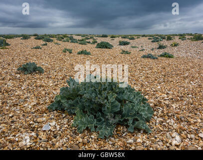 Meerkohl (Crambe Maritima) auf einem Kiesstrand in West Sussex, UK Stockfoto