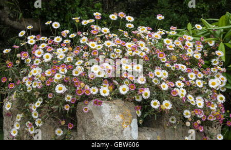 St. Peterport Daisy oder mexikanische Berufkraut (Erigeron Karvinskianus) auf einer Gartenmauer. UK Stockfoto