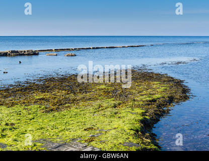 Kalkstein Vorsprünge im Kimmeridge Bay, Purbeck, Dorset, England, UK Stockfoto