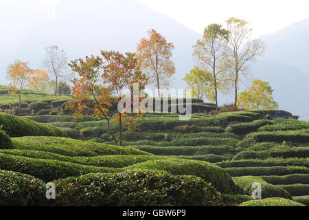 Teegarten in Yixian County, Provinz Anhui Stockfoto