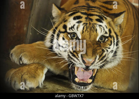 Tira, der Tiger in ihrem Versteck auf der Noah's Ark Zoo Farm, Somerset, wo sie zum ersten Mal aus ihrem Käfig durfte. Stockfoto