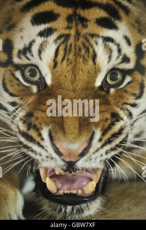 TIRA der tiger Stockfoto