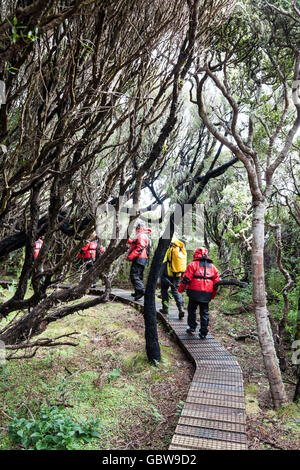 Expedition-Passagiere Wandern auf der Promenade in Enderby Island, Auckland-Inseln, Neuseeland Stockfoto