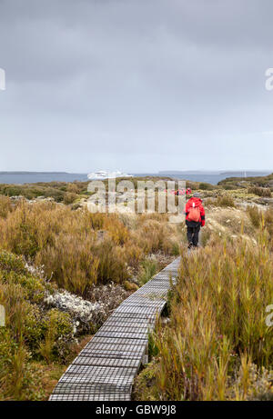 Expedition-Passagiere am Boardwalk am Enderby Insel, Auckland-Inseln, Neuseeland, mit französischen Expedition Schiff Le Soleal Stockfoto