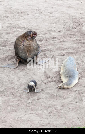 Männliche und weibliche Hooker Seelöwen mit Welpen am Strand von Enderby Insel, Auckland-Inseln, Neuseeland Stockfoto