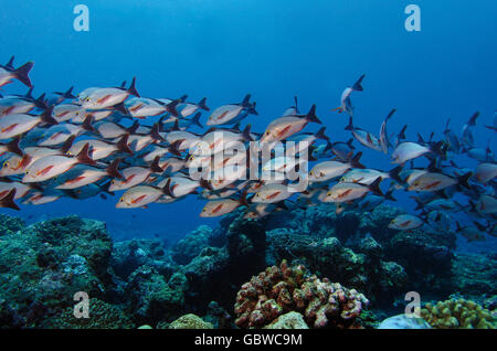 Schwarm von Buckelwalen Red Snapper, Lutjanus Gibbus, über ein Korallenriff, Indischer Ozean, Bathala, Ari Atoll, Malediven Stockfoto