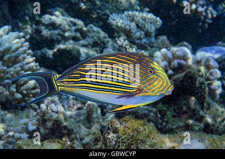 Gestreifte Doktorfisch Acanthurus Lineatus, im flachen Wasser auf Korallenriff auf den Malediven, Indischer Ozean Stockfoto