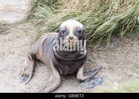 Hooker Seelöwen Pup in Sandy Bay, Enderby Island subantarktischen Auckland-Inseln, Neuseeland Stockfoto