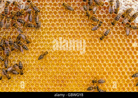 Nahaufnahme von den Arbeitsbienen auf Honigzellen, Exemplar für text Stockfoto