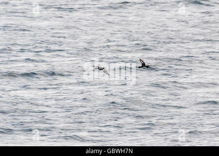 Auckland Shags im Flug auf Enderby Island, subantarktischen Auckland-Inseln, Neuseeland Stockfoto