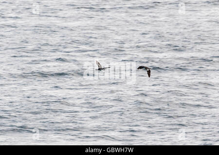 Auckland Shags im Flug auf Enderby Island, subantarktischen Auckland-Inseln, Neuseeland Stockfoto