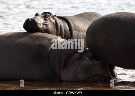 Hippopotamuses im Tala Game Park in der Nähe von Durban, Südafrika. Durban, Südafrika. Stockfoto