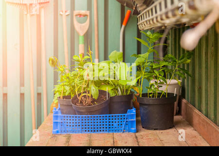 Bild einer Blumenerde Tabelle mit Anlagen und Werkzeuge. Stockfoto