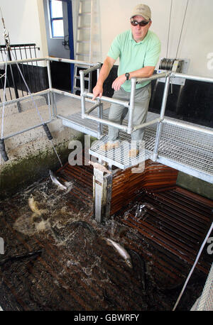 Atlantischer Lachs Stockfoto