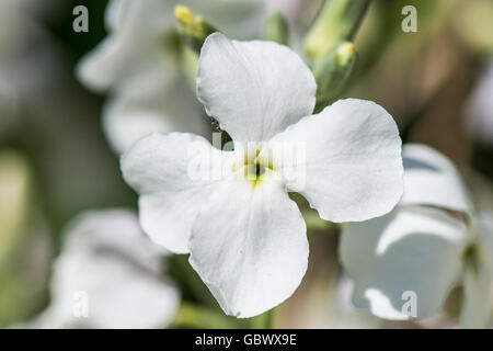 Eine Nahaufnahme der Blüte eines weißen Nacht - duftende Bestand (Matthiola longipetala) Stockfoto