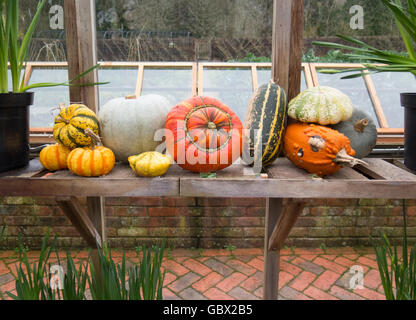 Anzeige der Kürbisse, Winter Kürbisse und Pumpinks im Obst- und Gemüsegarten im Winter bei RHS Rosemoor, Devon, England, UK Stockfoto