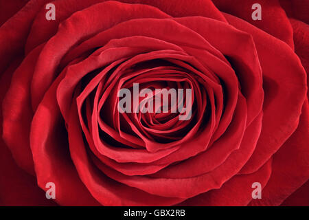Rote rose Nahaufnahme Hintergrund Stockfoto